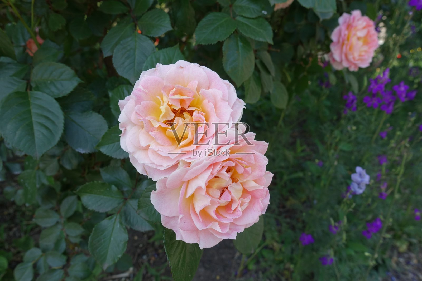 六月，三朵粉红玫瑰的花朵照片摄影图片