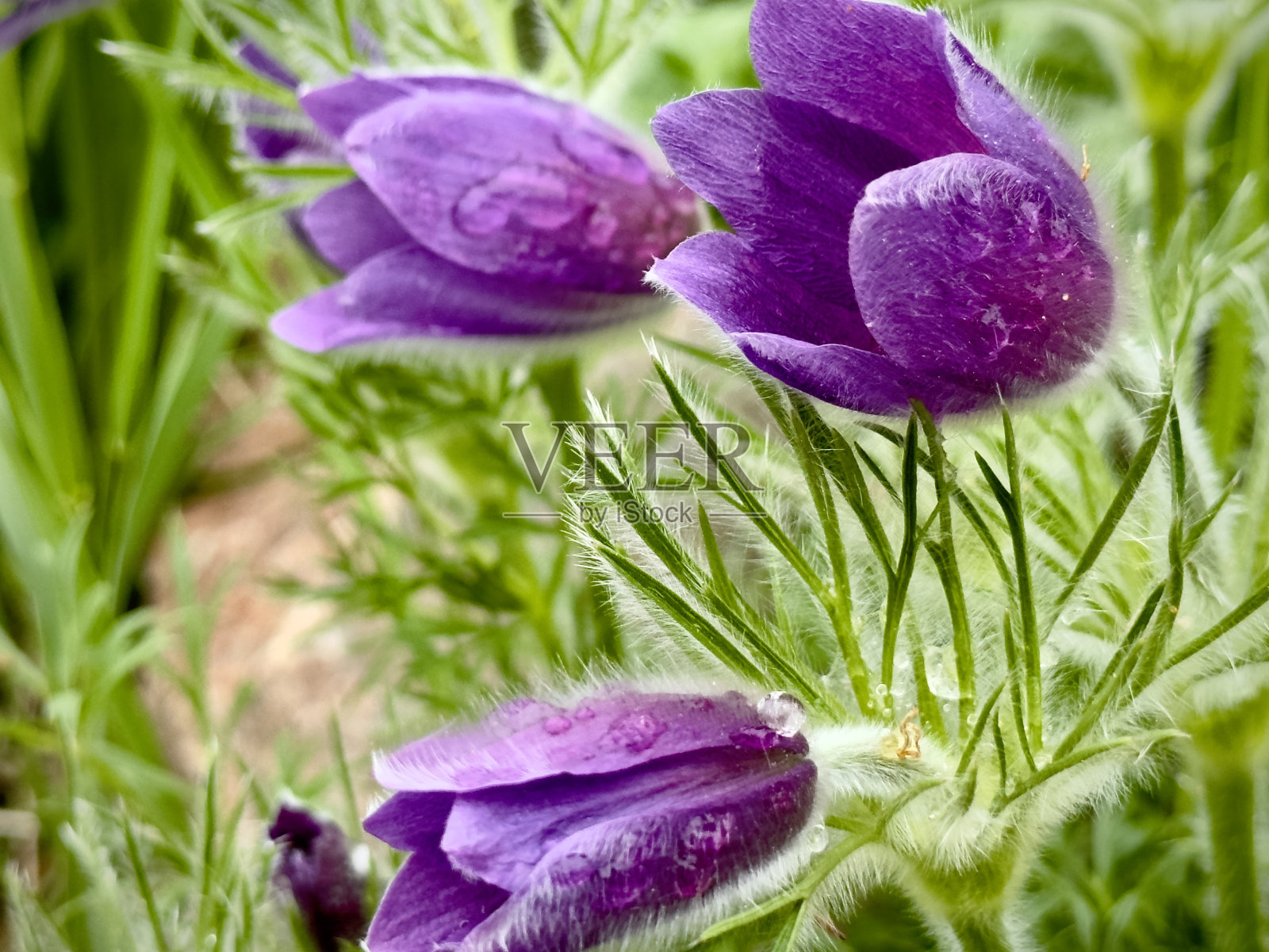 白头翁普通白头翁花照片摄影图片