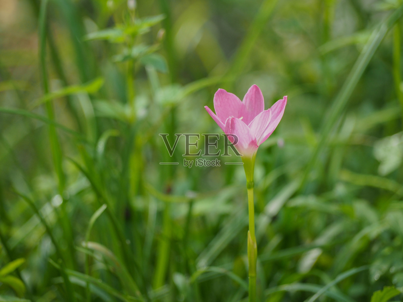 花园里的西风花是粉红色的。照片摄影图片