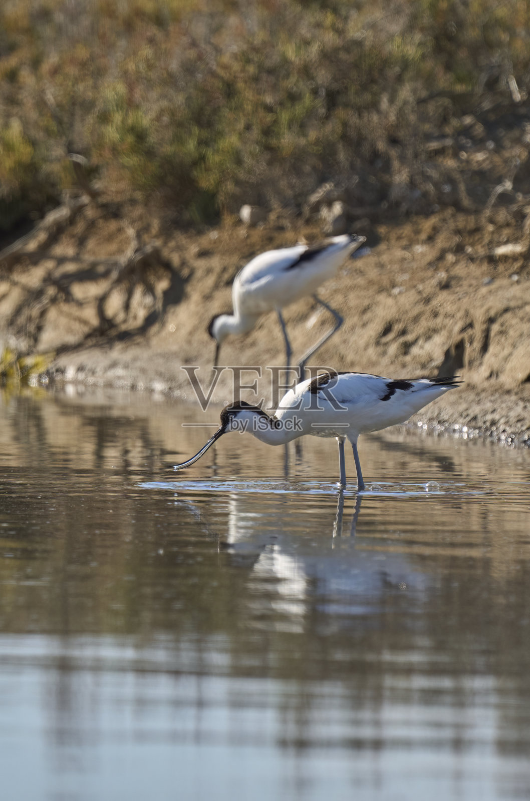 牛油果海鸟在其自然栖息地的克里斯蒂娜岛湿地，安达卢西亚，西班牙照片摄影图片