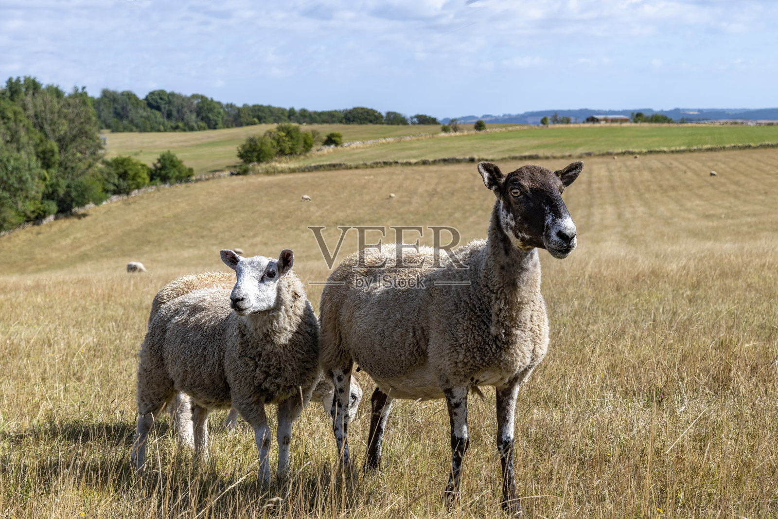 科茨沃尔德农场草地上的羊群照片摄影图片