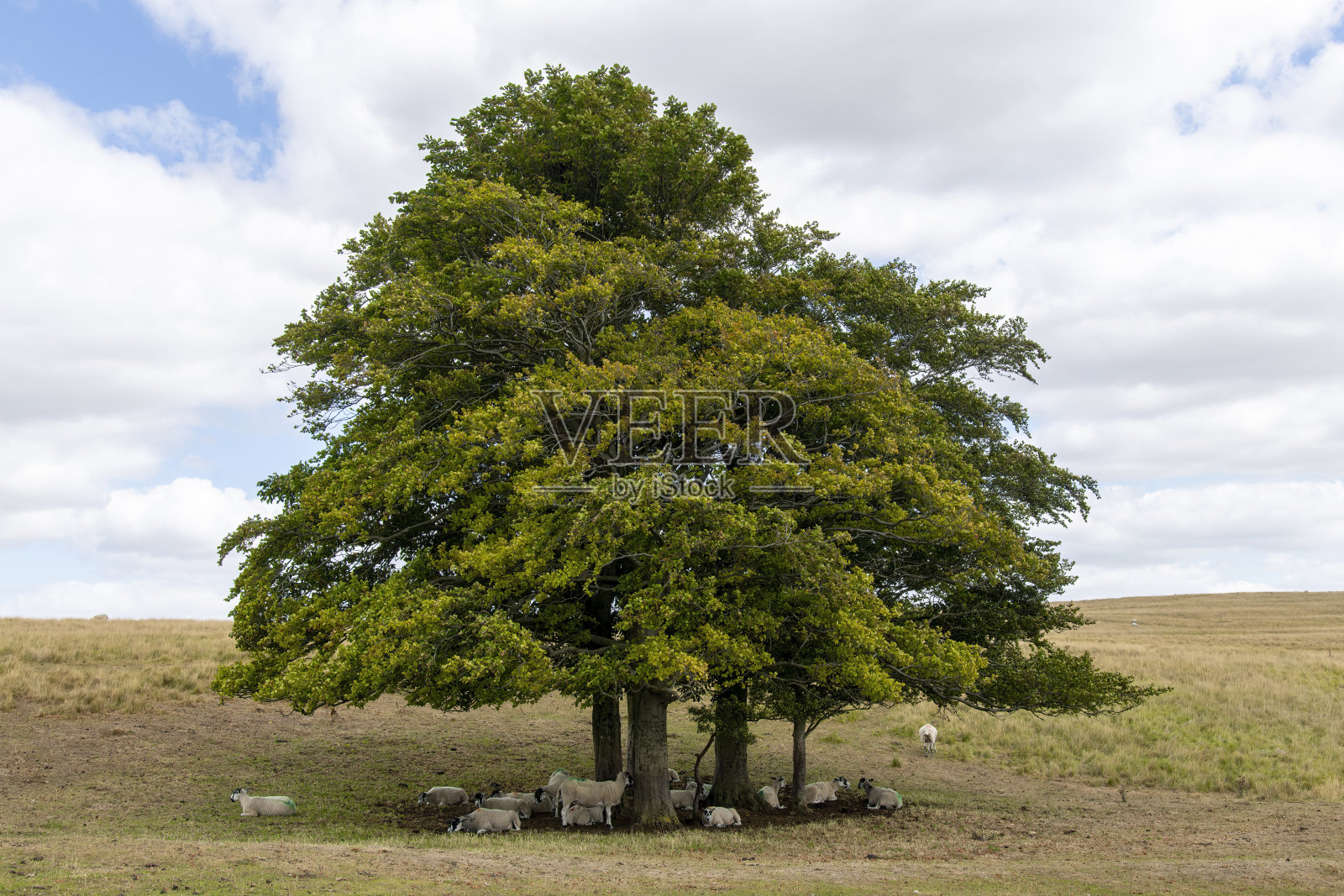 一棵高大的绿树矗立在空旷的农田里照片摄影图片