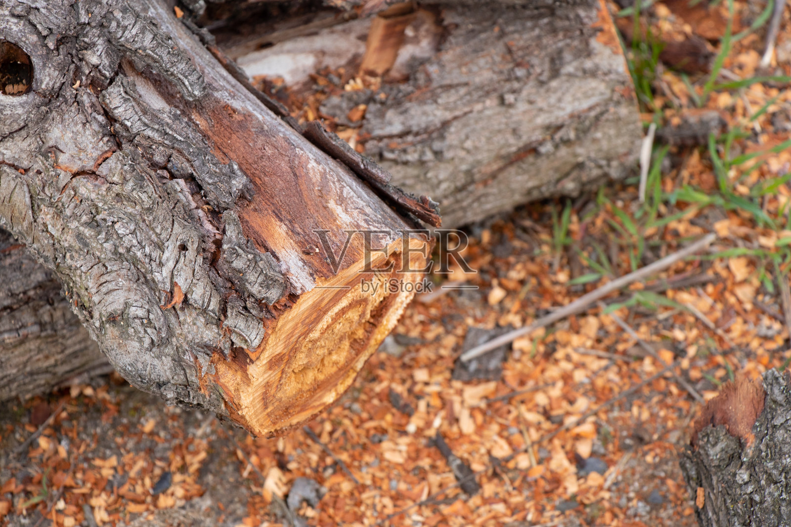 在春天锯完的老原木上，街道上近距离的晒着太阳照片摄影图片