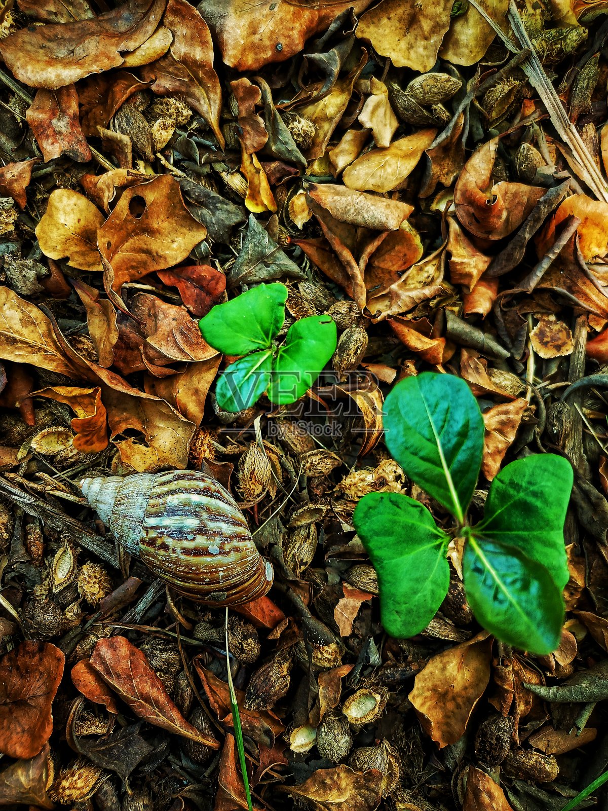 散焦的抽象背景，一个蜗牛的空壳被干叶子和绿色植物包围。照片摄影图片