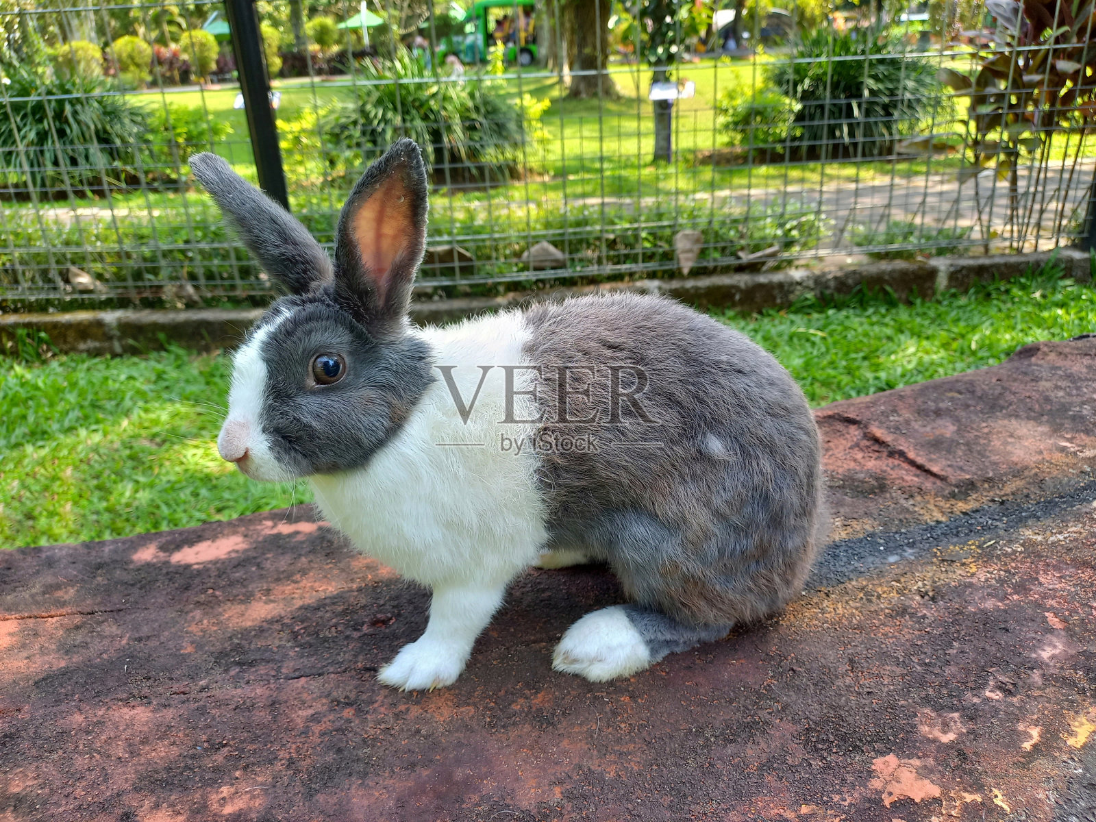 可爱的兔子，灰色和白色的皮毛照片摄影图片