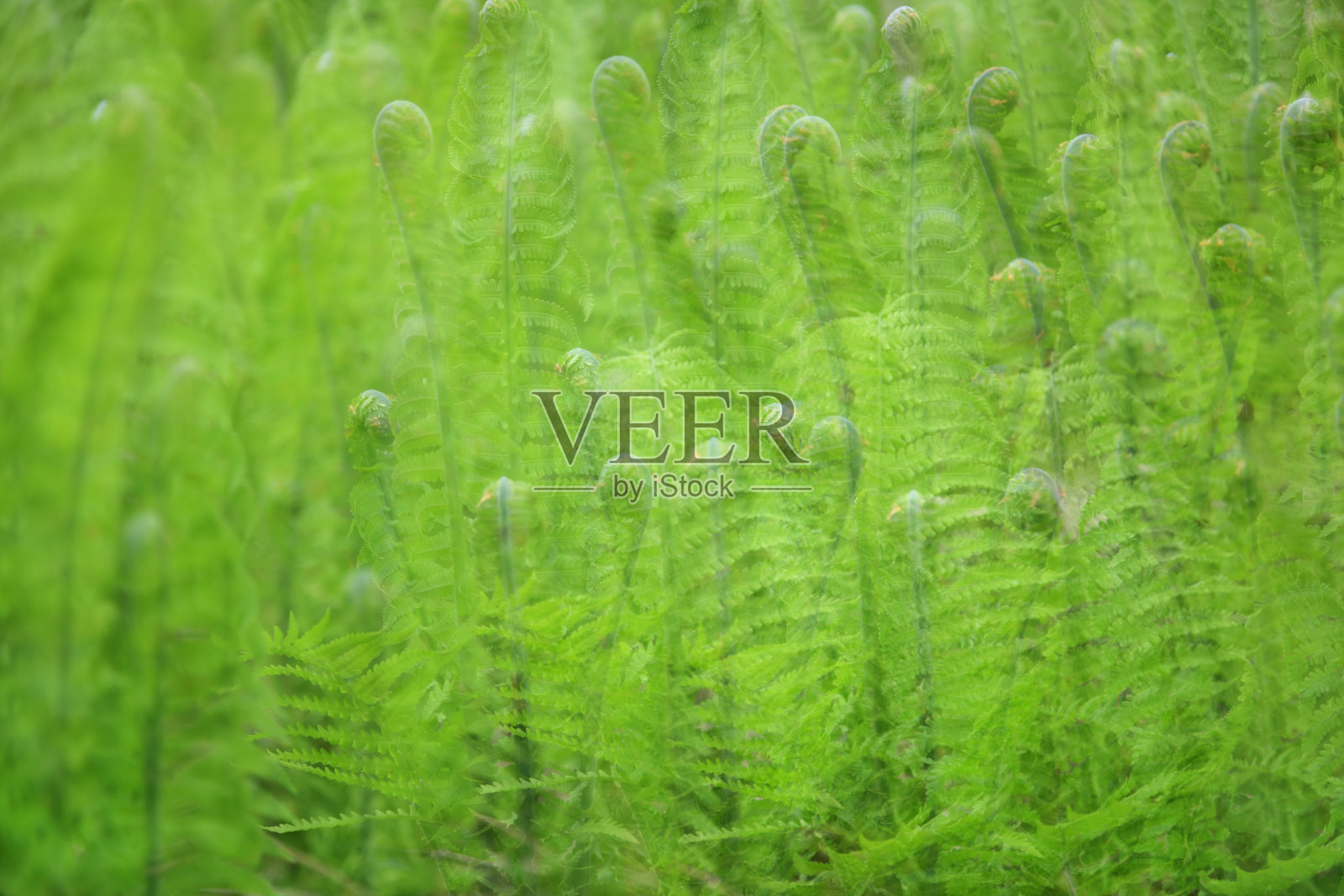 幼小蕨类植物多次曝光形成绿色纹理照片摄影图片
