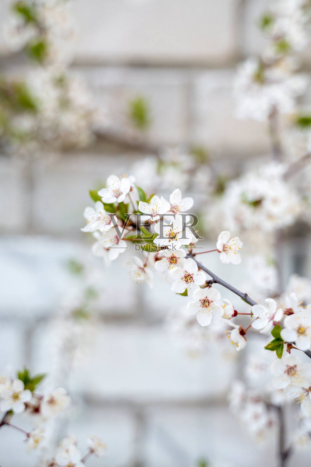 开花或开花的樱桃树枝照片摄影图片