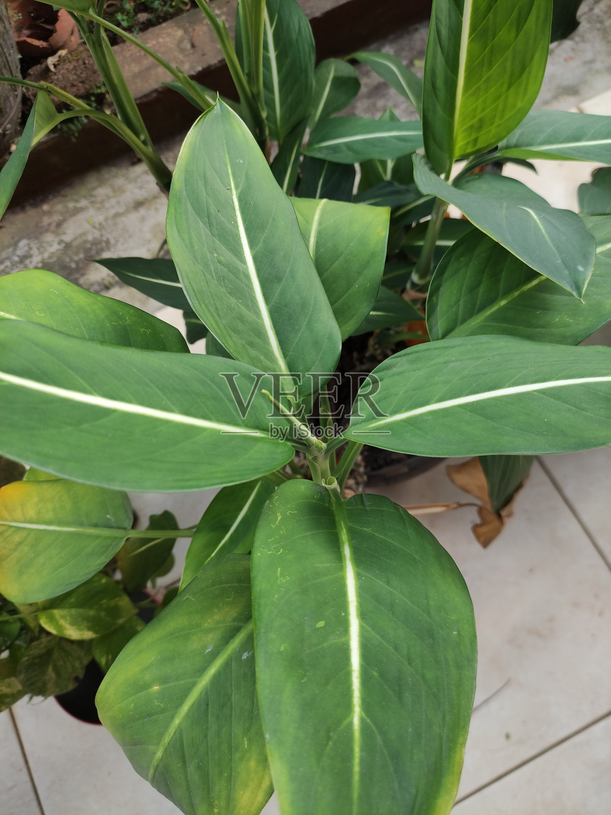 绿叶白色条纹的特写照片摄影图片