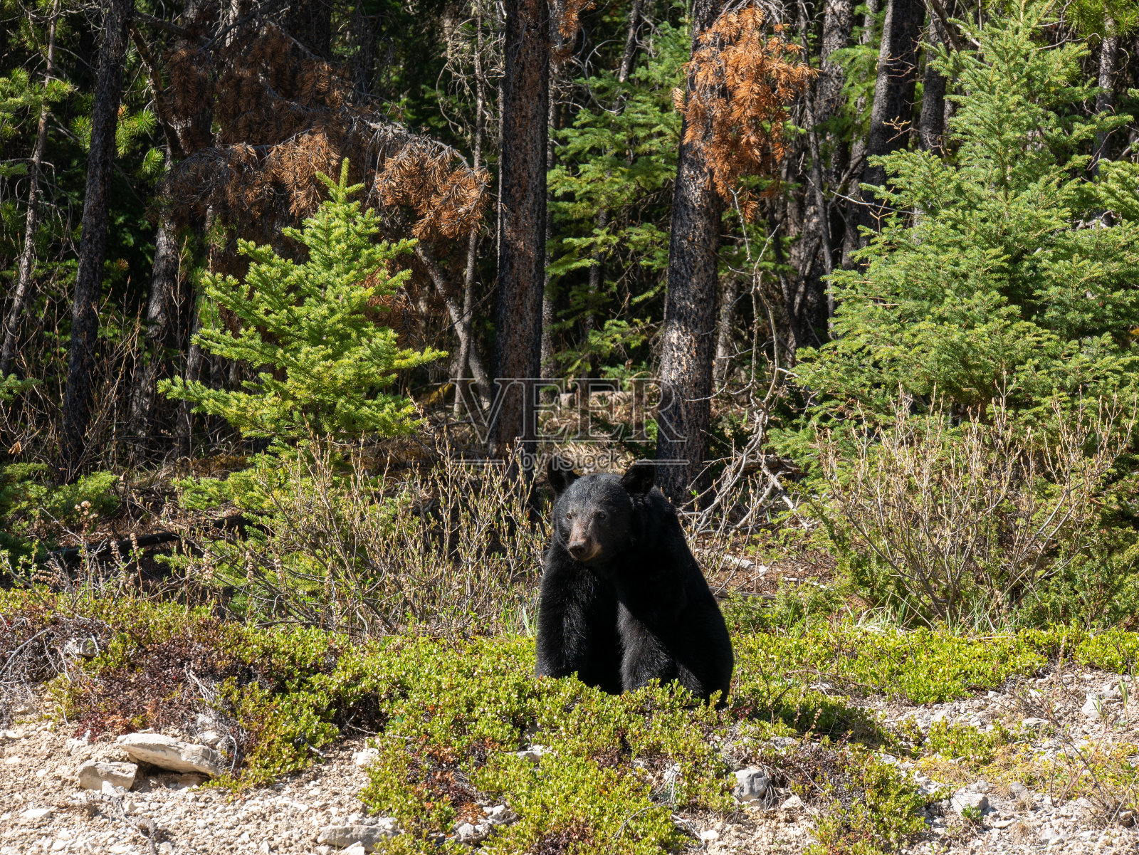 黑熊，艾伯塔省，加拿大照片摄影图片