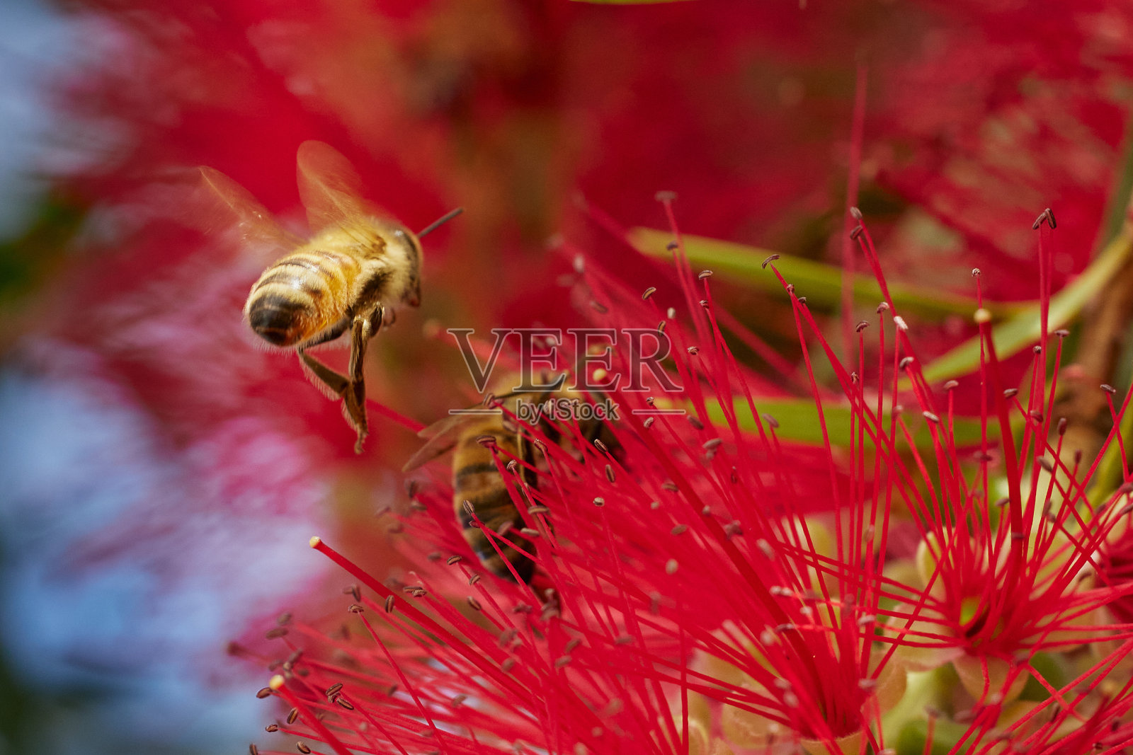 飞行的蜜蜂照片摄影图片