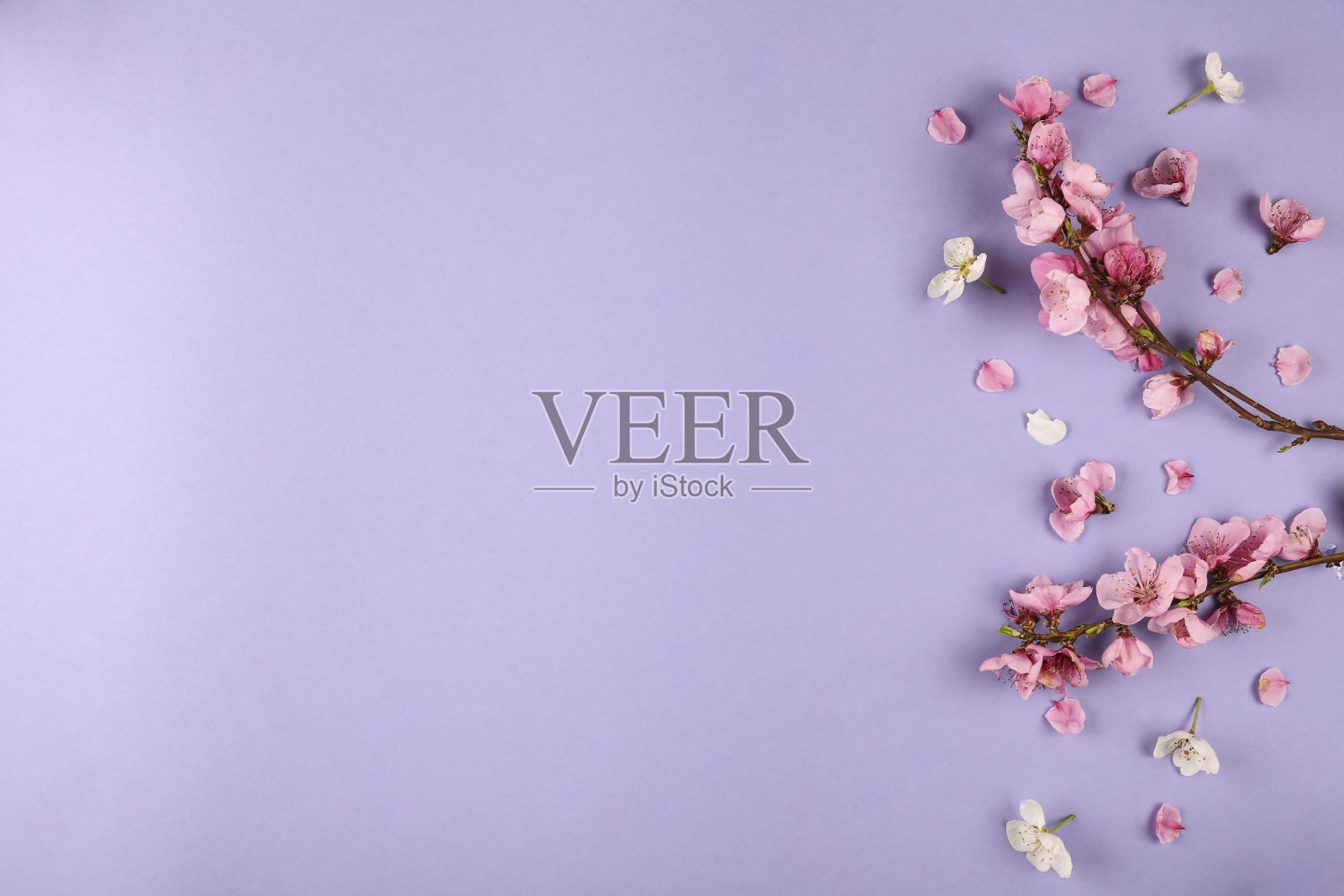 花卉组成与果树花卉。照片摄影图片