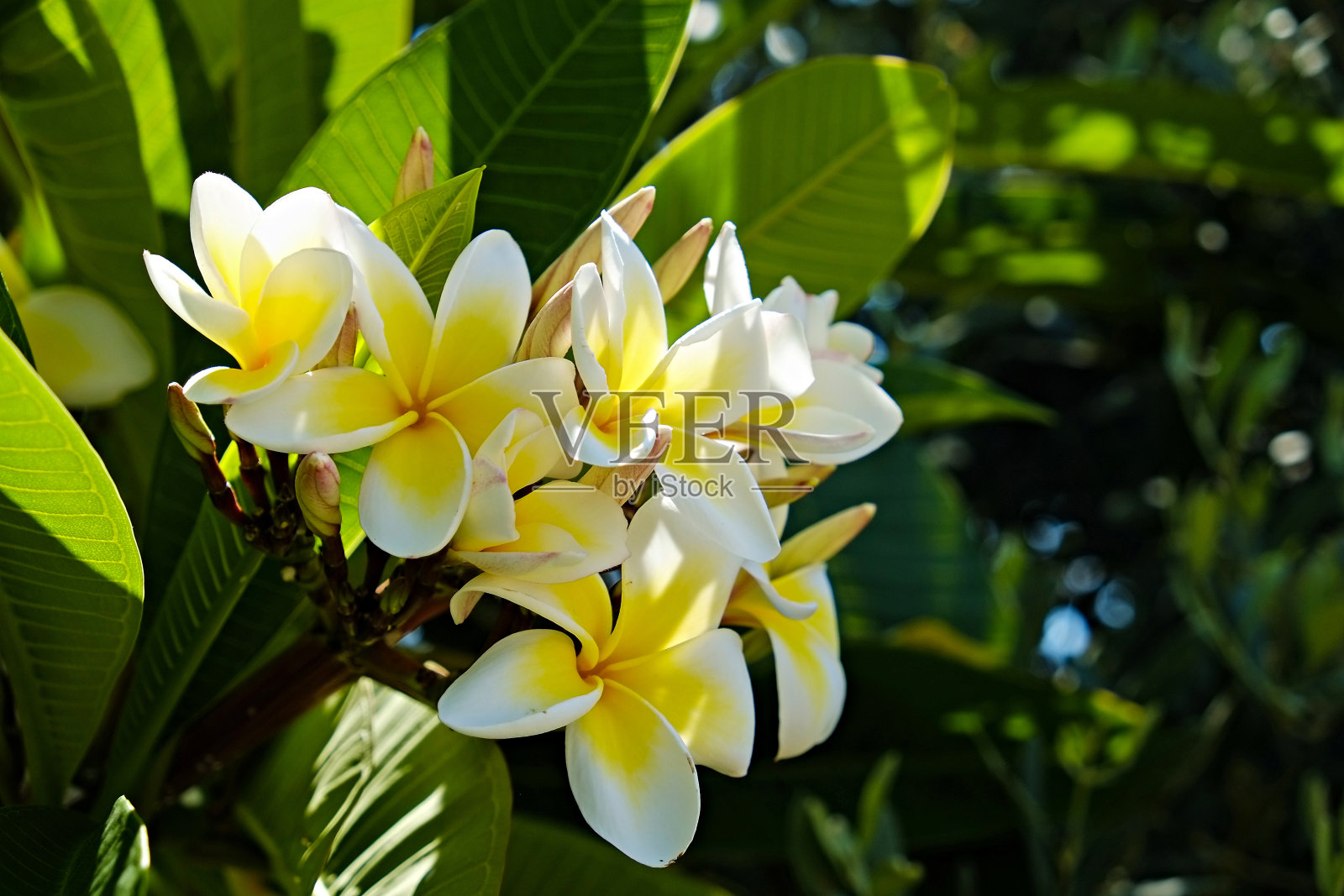 开花的桂花树。照片摄影图片