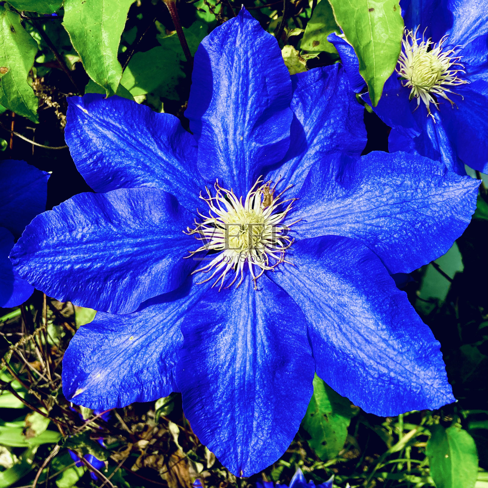 蓝色花朵的特写照片摄影图片