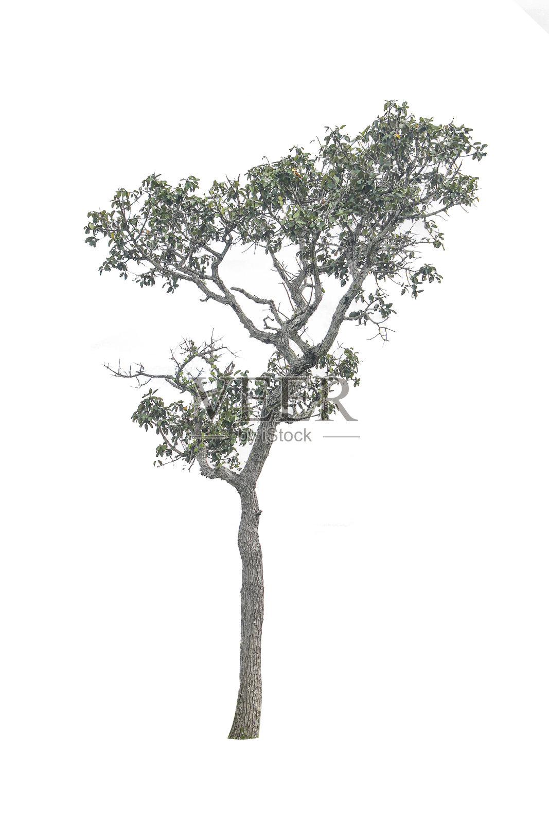 白色背景上的树，剪贴路径。照片摄影图片