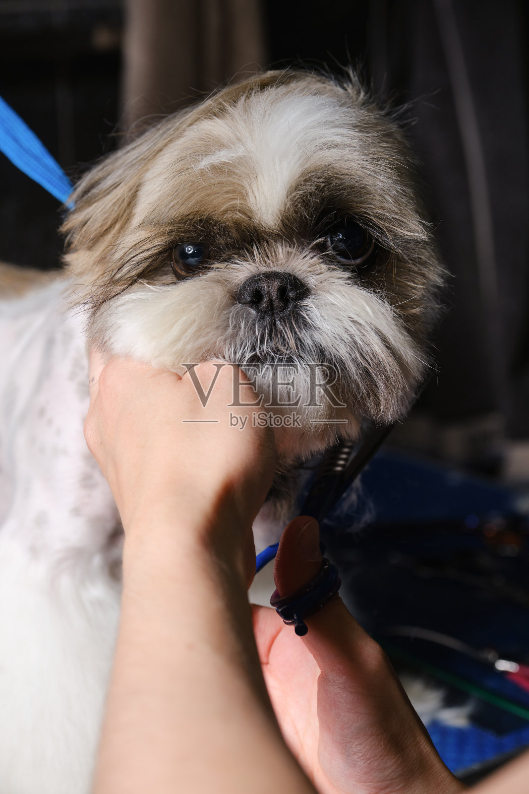 修剪狗毛。宠物护理。女美容师用发刷梳头。照片摄影图片