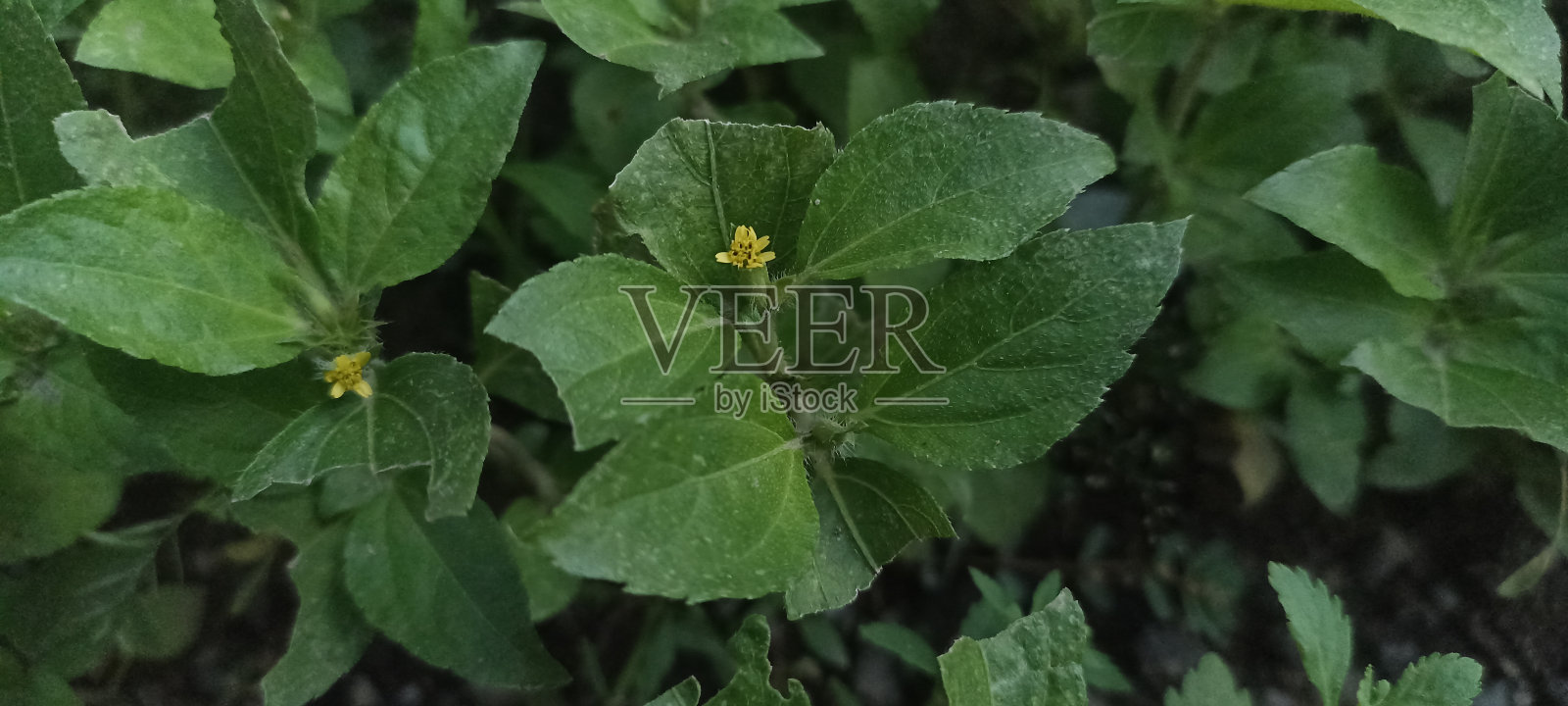 森林草地照片摄影图片