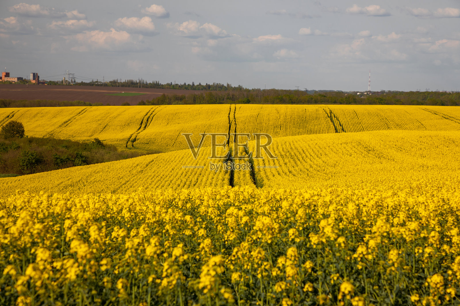 田野里的黄油菜地和白云如画的天空。盛开的黄色油菜花草地。乌克兰油菜籽作物。照片摄影图片