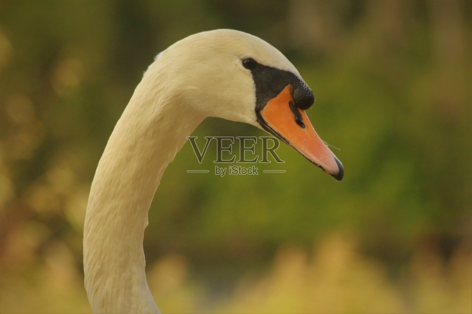 天鹅头照片摄影图片