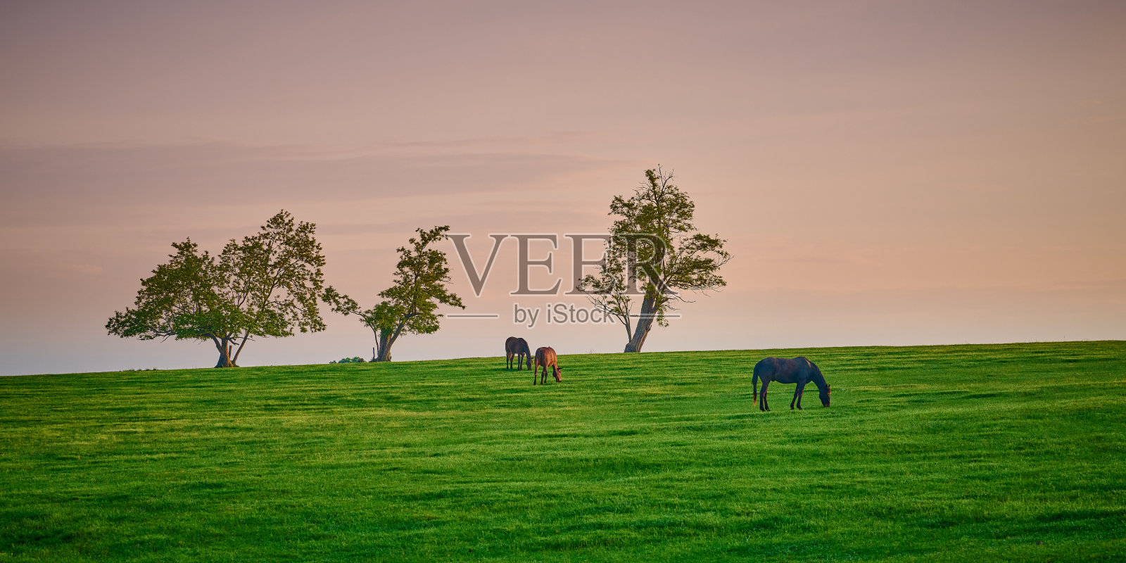 三匹马在有树的山顶上吃草。照片摄影图片
