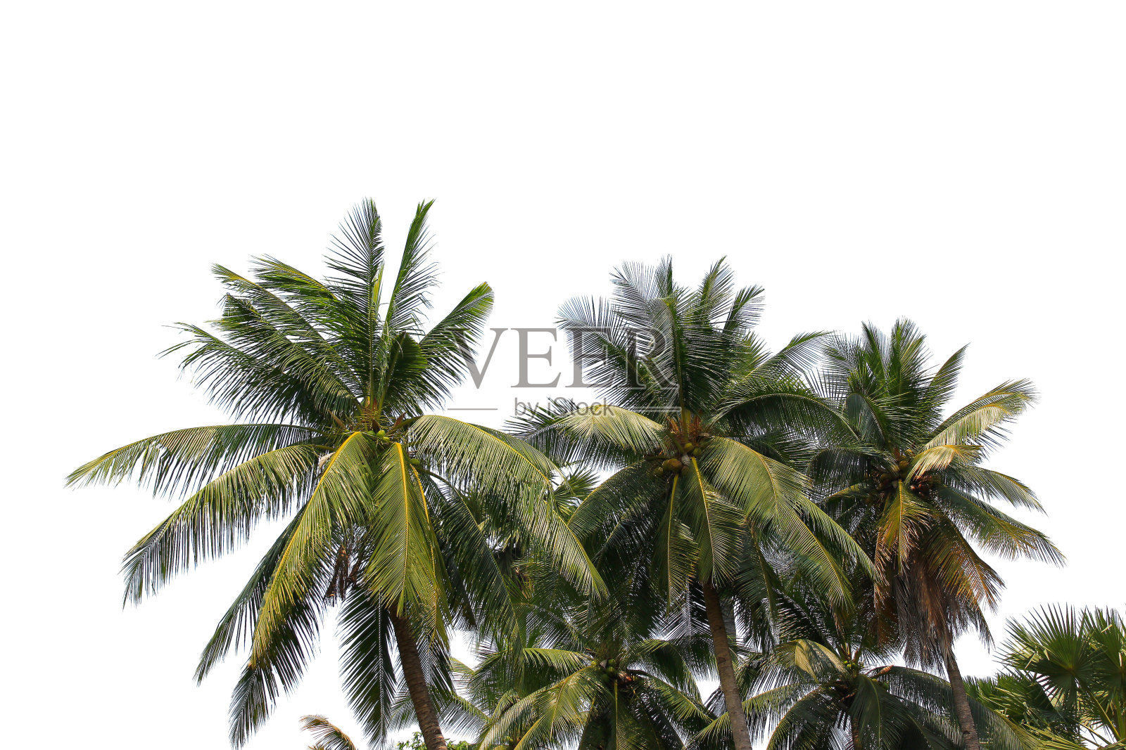 绿色椰子叶或树枝孤立在白色背景与剪辑路径。选择重点。照片摄影图片