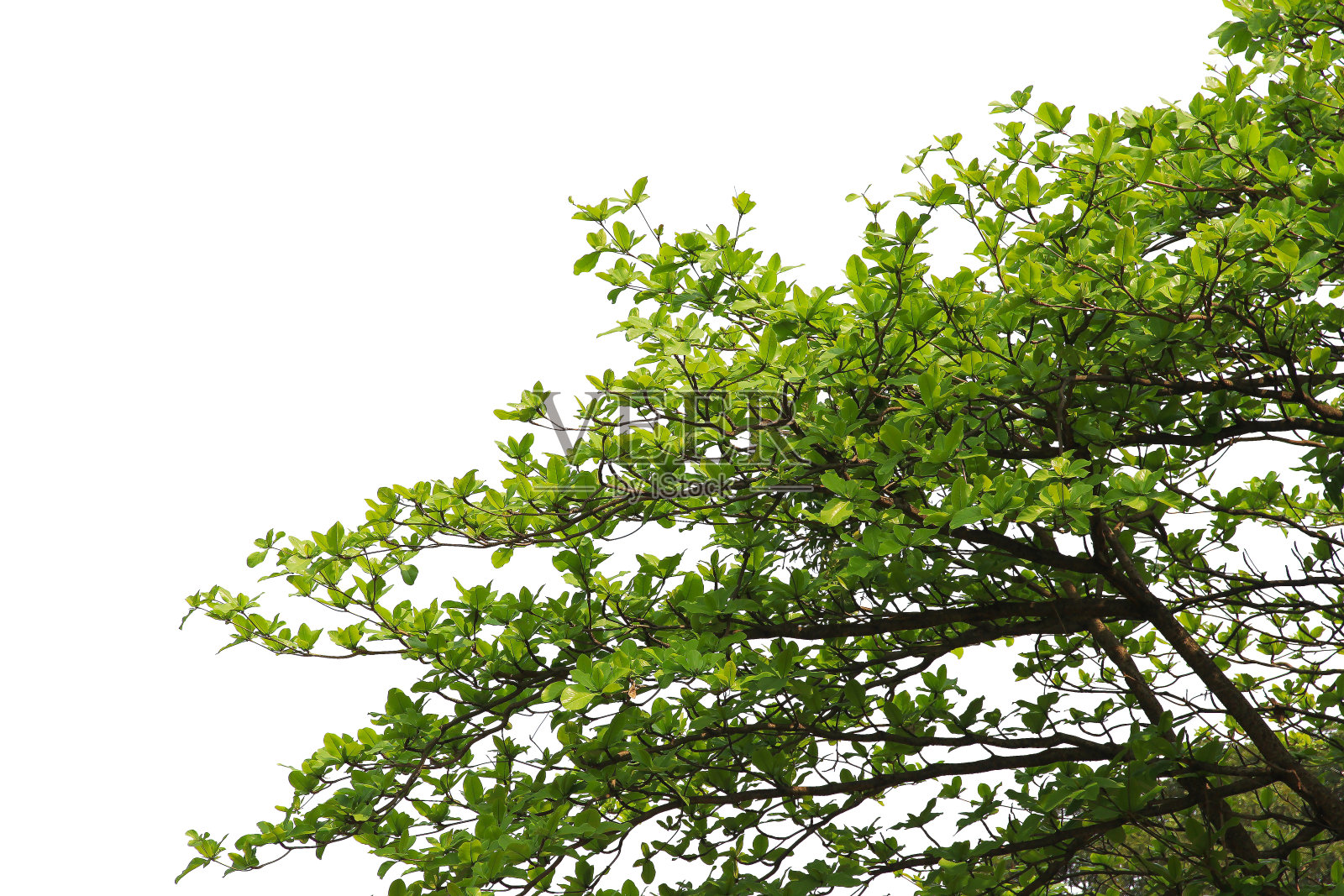 绿色的叶子或树枝孤立在白色的背景与剪辑路径。照片摄影图片