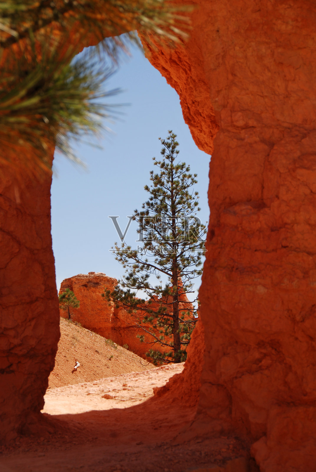 布莱斯峡谷国家公园的一棵松树照片摄影图片