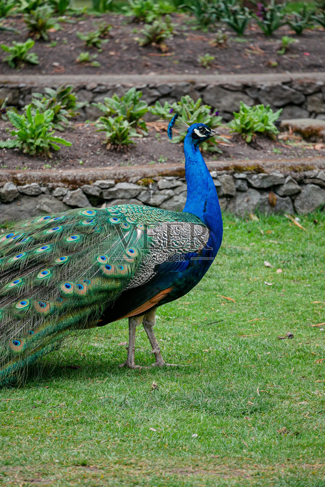 孔雀在碧根山公园(维多利亚)照片摄影图片