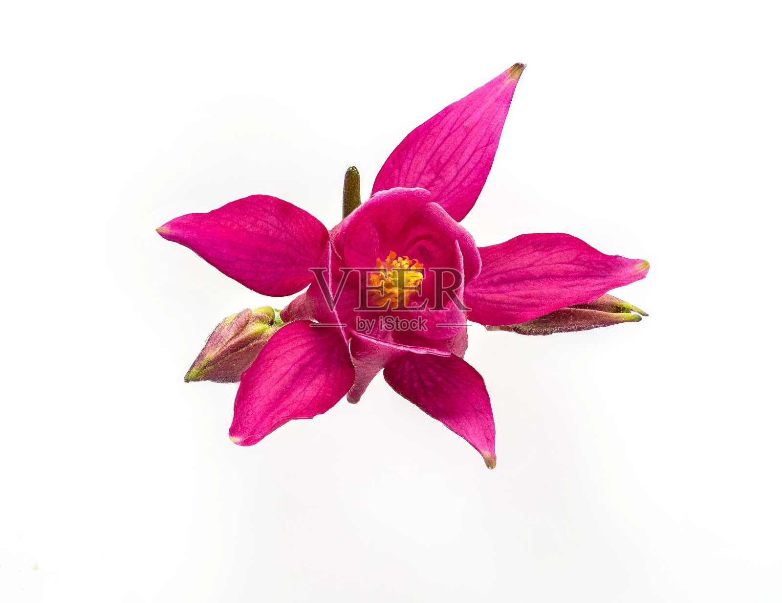 红色水仙花，孤立在白色背景上。深的焦点。照片摄影图片