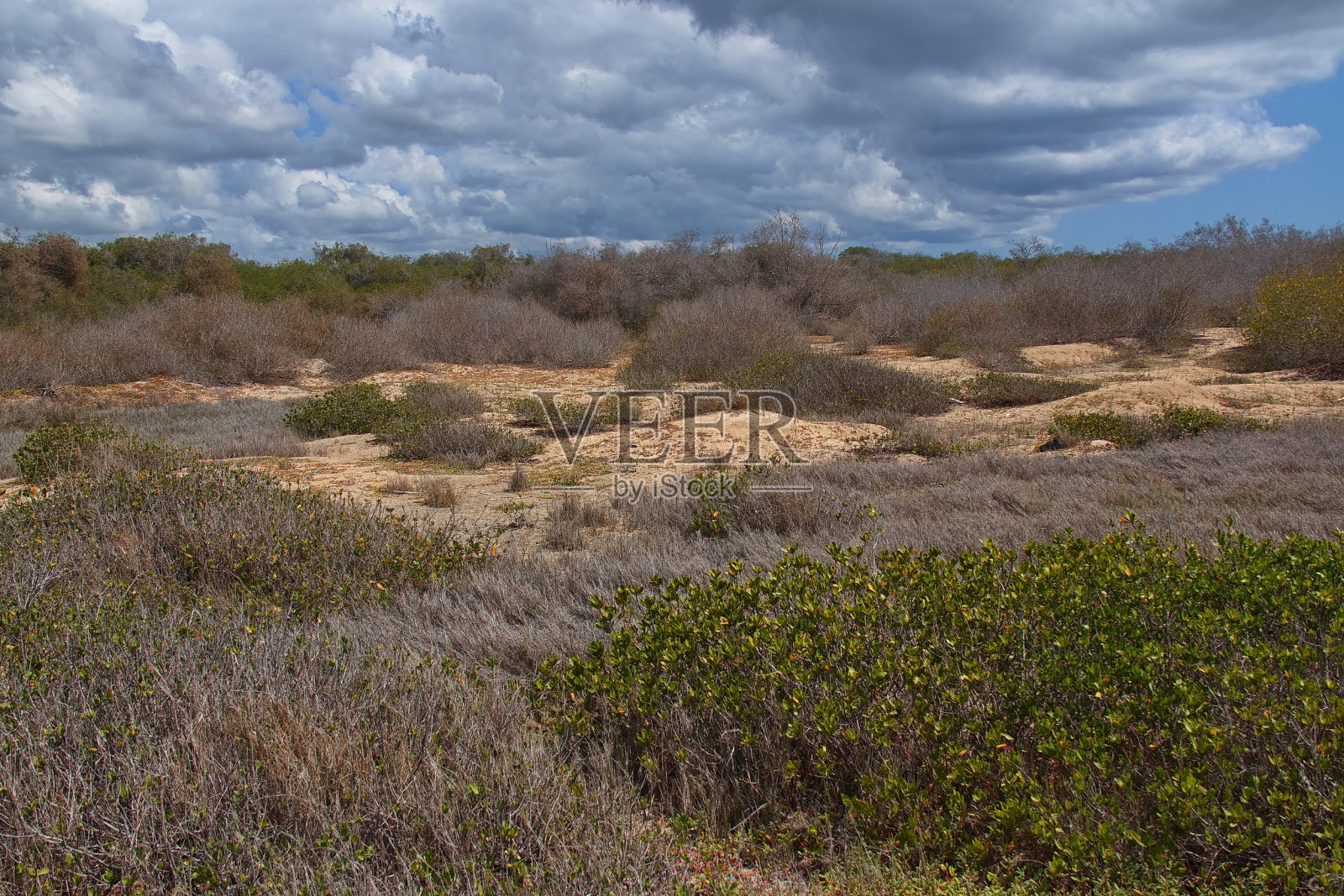 南美洲厄瓜多尔加拉帕戈斯群岛伊莎贝拉岛维拉米尔港的迪亚布拉斯波扎景观照片摄影图片