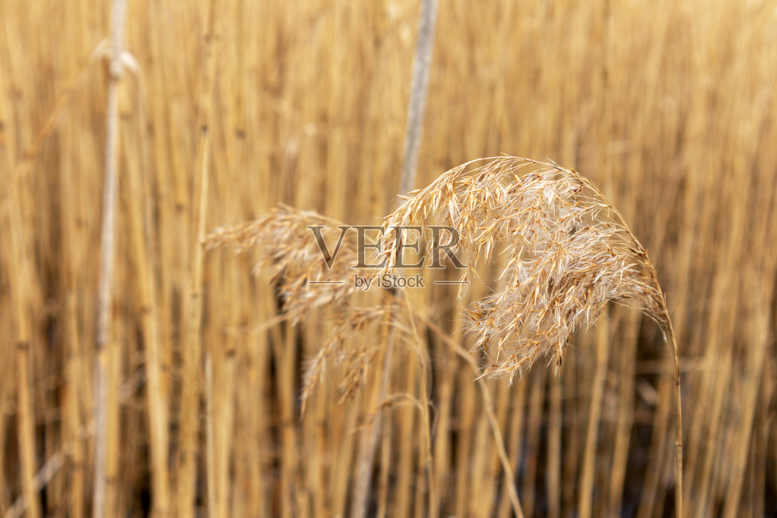 一片干草地，背景是蓝天照片摄影图片