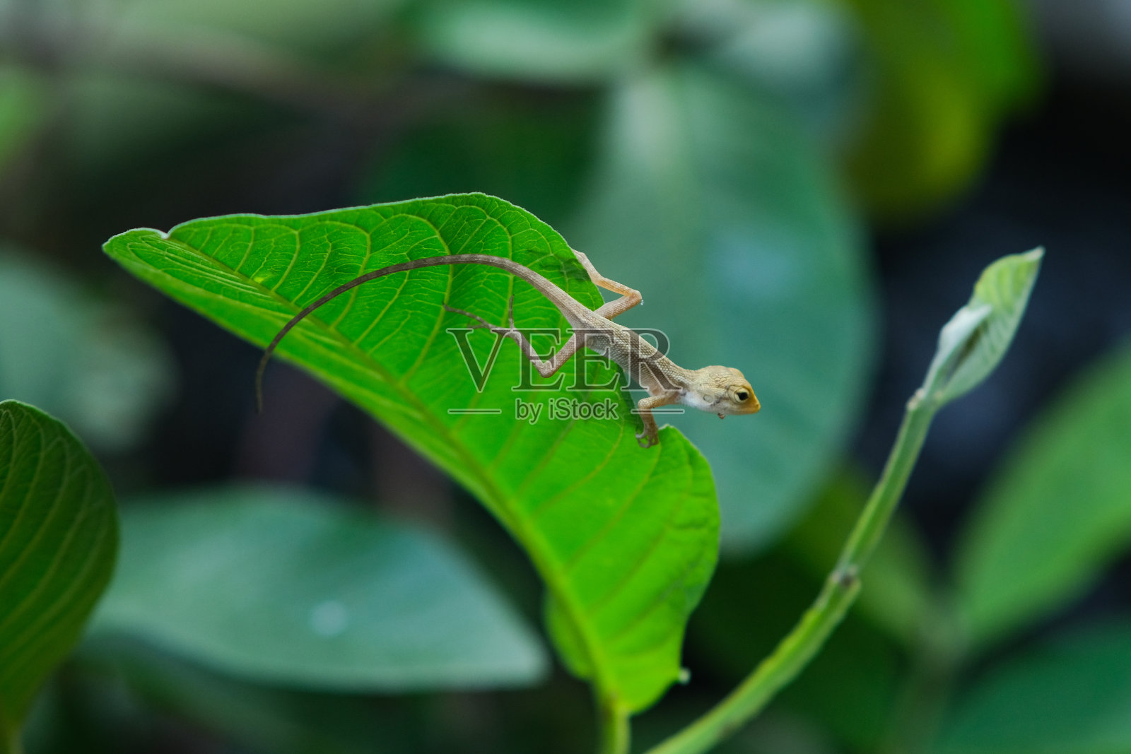 叶子上的小蜥蜴照片摄影图片