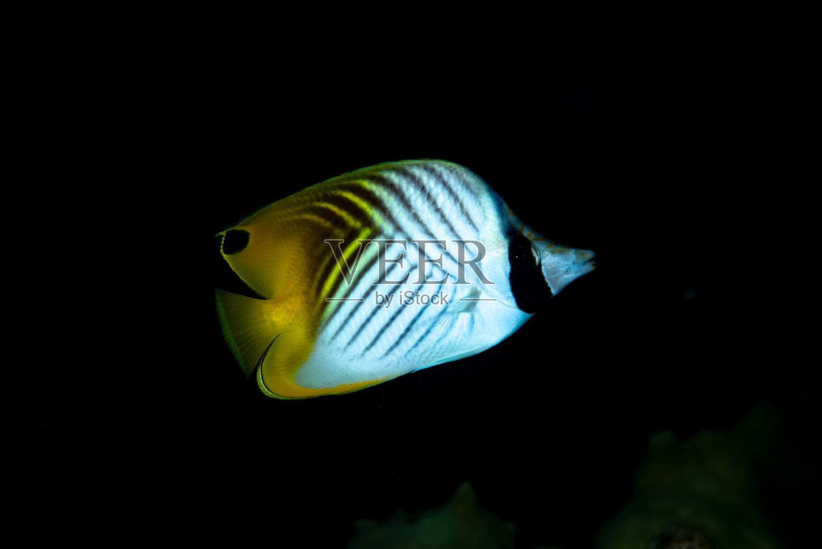 丝状蝴蝶鱼金色毛齿动物照片摄影图片