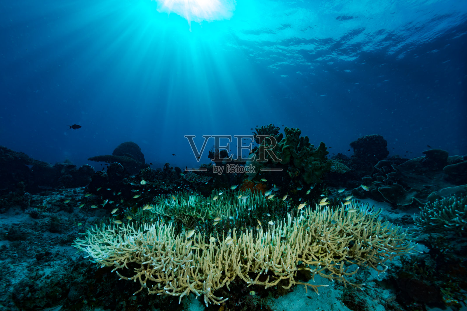 热带珊瑚礁水下景观，印度尼西亚照片摄影图片