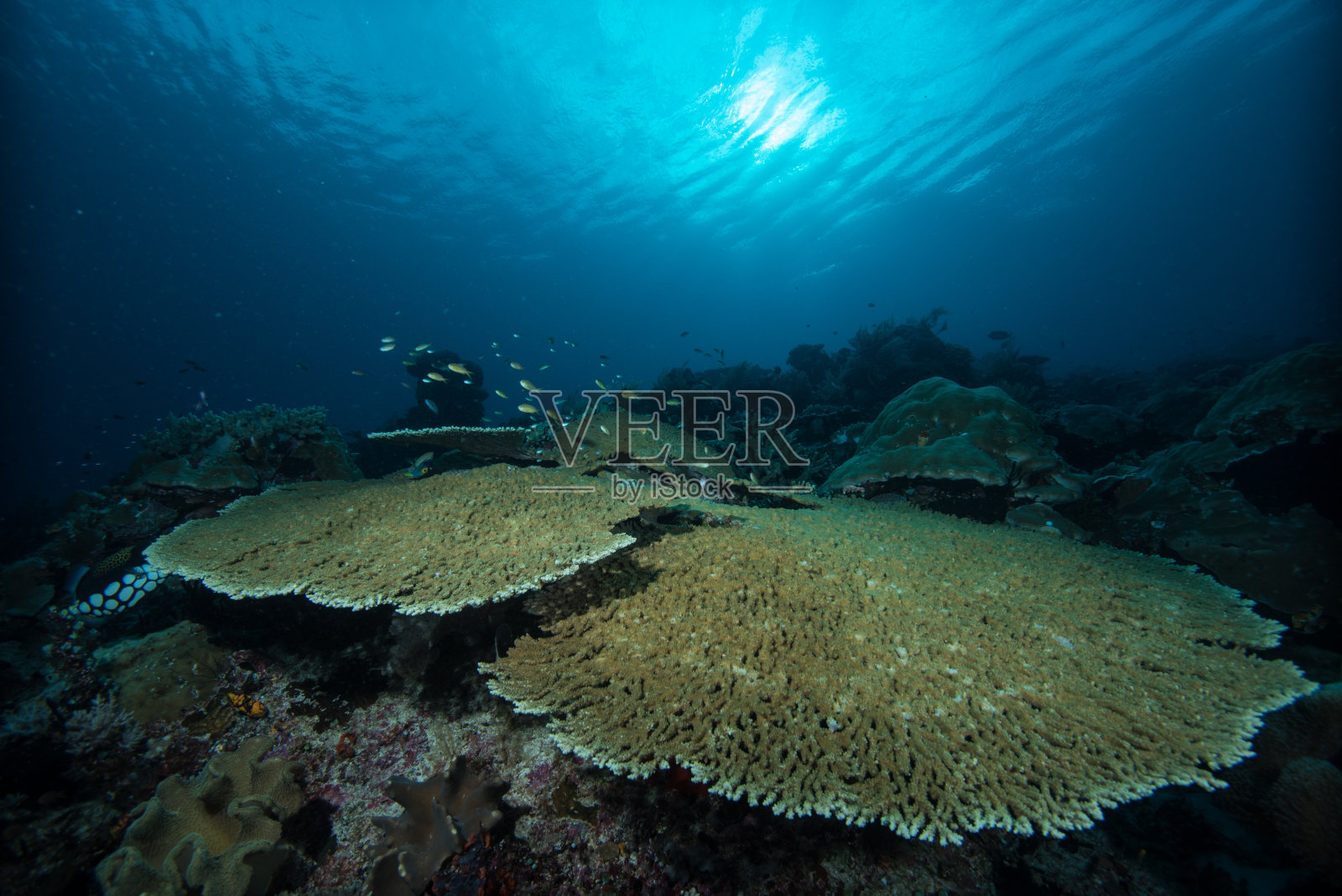珊瑚礁水下景观照片摄影图片