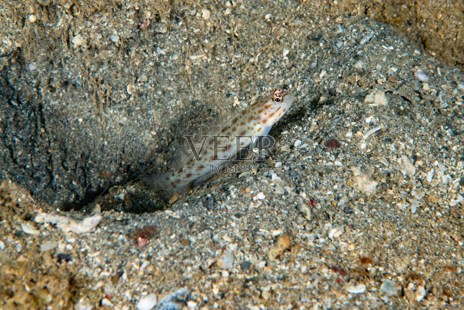 银斑虾照片摄影图片