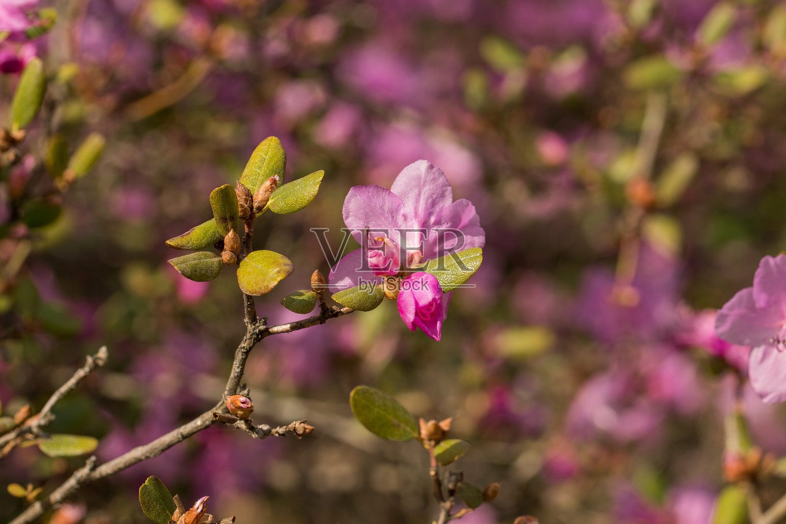 植物园里的杜鹃花，近距离。照片摄影图片