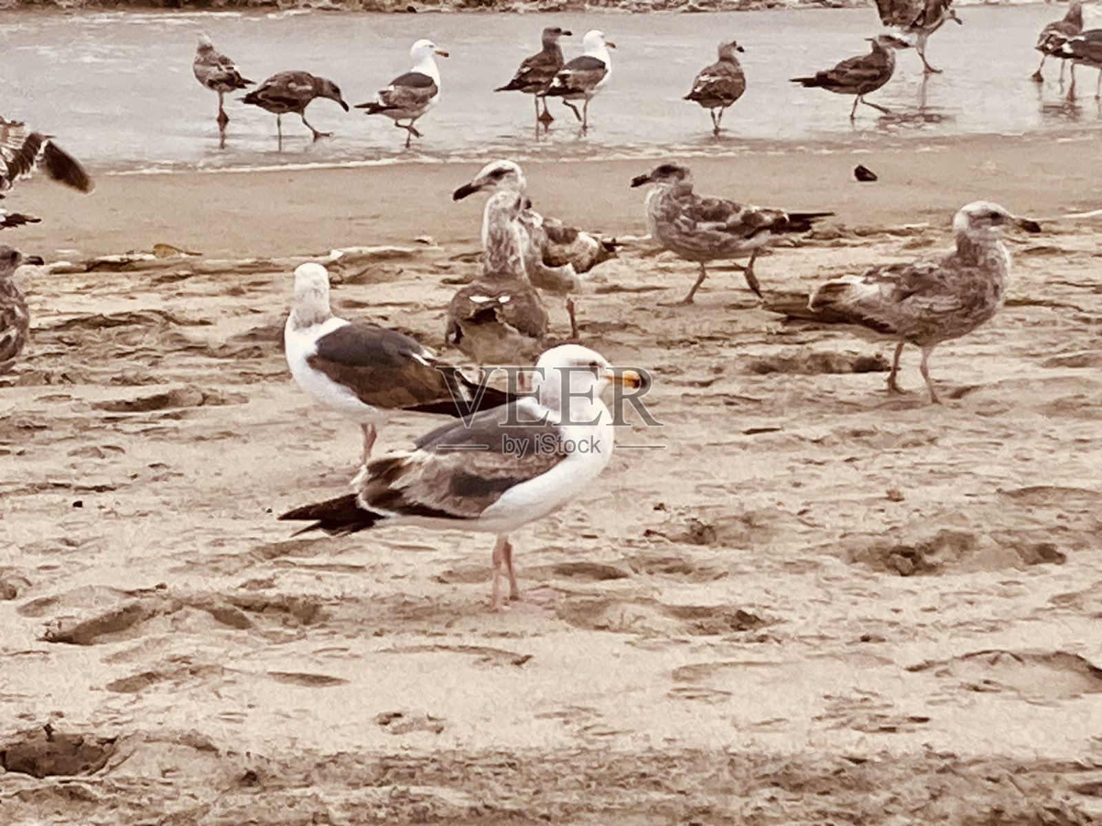 西班牙的海鸟照片摄影图片