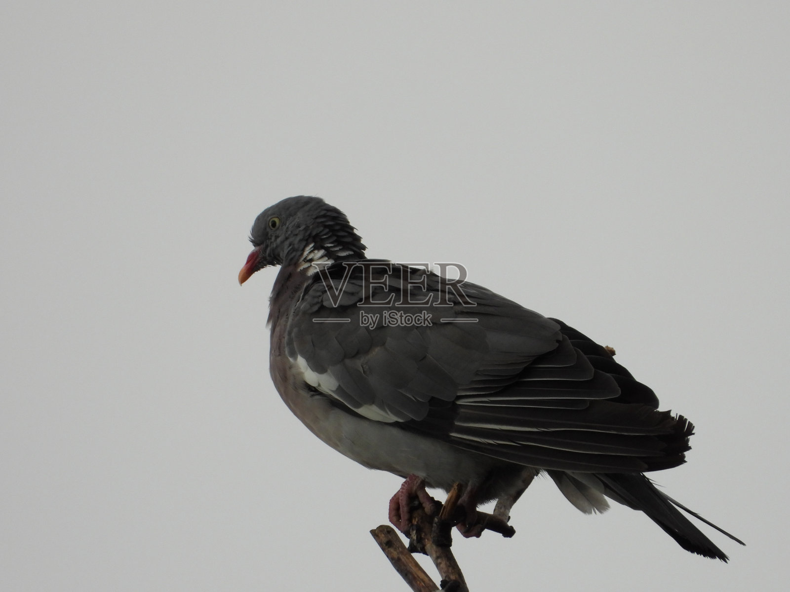 树枝上的鸽子照片摄影图片