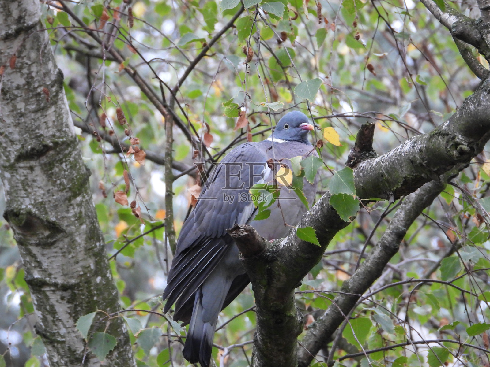 树枝上的鸽子照片摄影图片