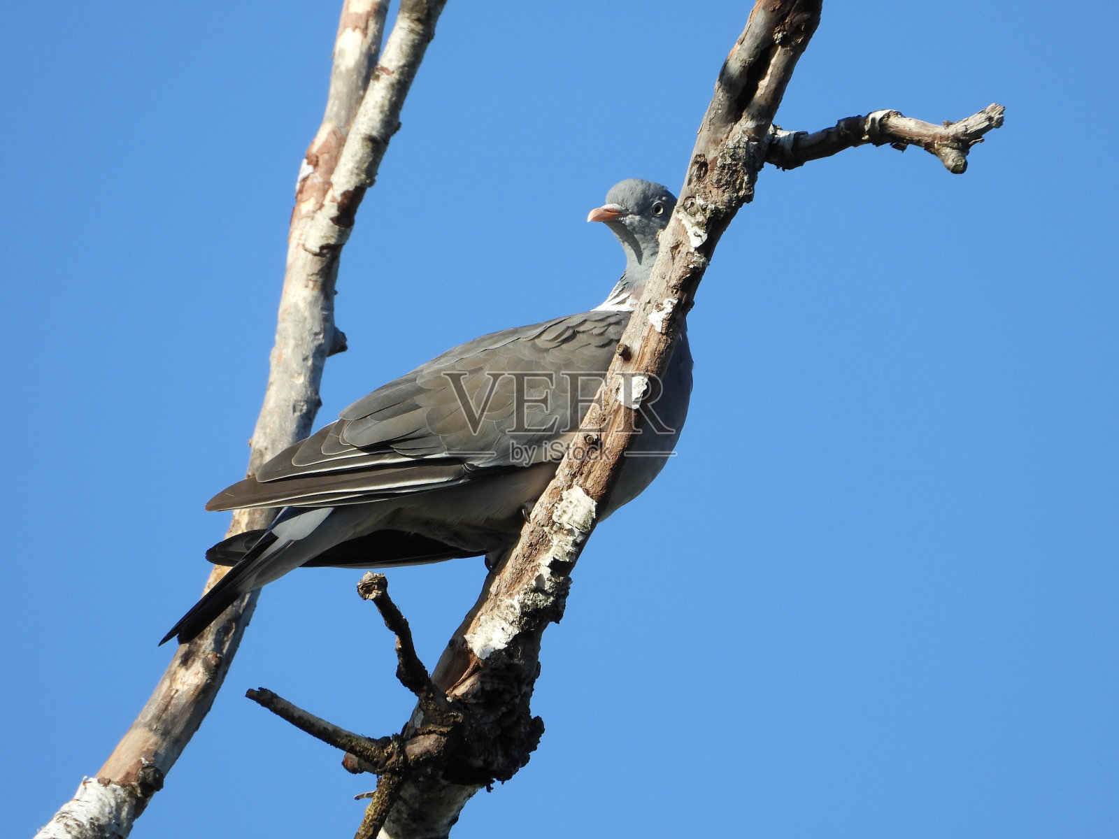 树枝上的鸽子照片摄影图片