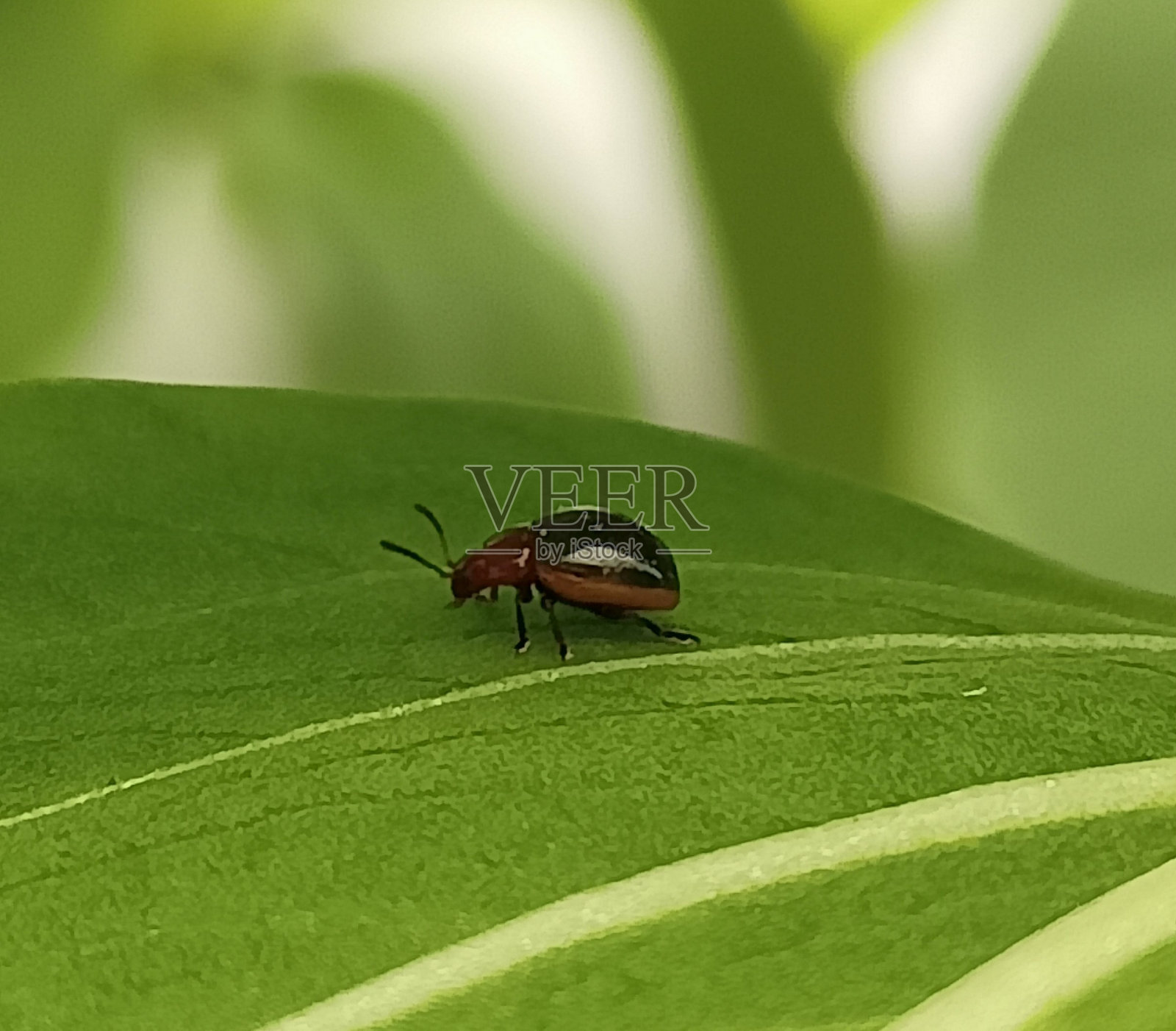 跳蚤甲虫照片摄影图片
