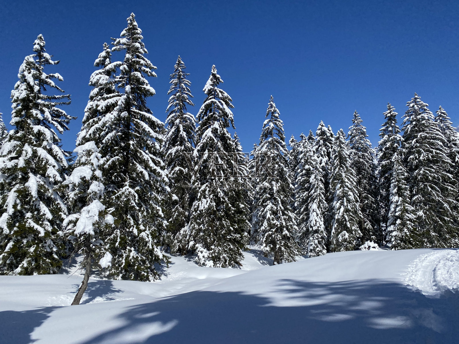 瑞士奈斯劳，奥伯托根堡高山山谷和瑞士阿尔卑斯山脉春季降雪后，典型的冬季气氛中，风景如画的高山树木树冠。照片摄影图片