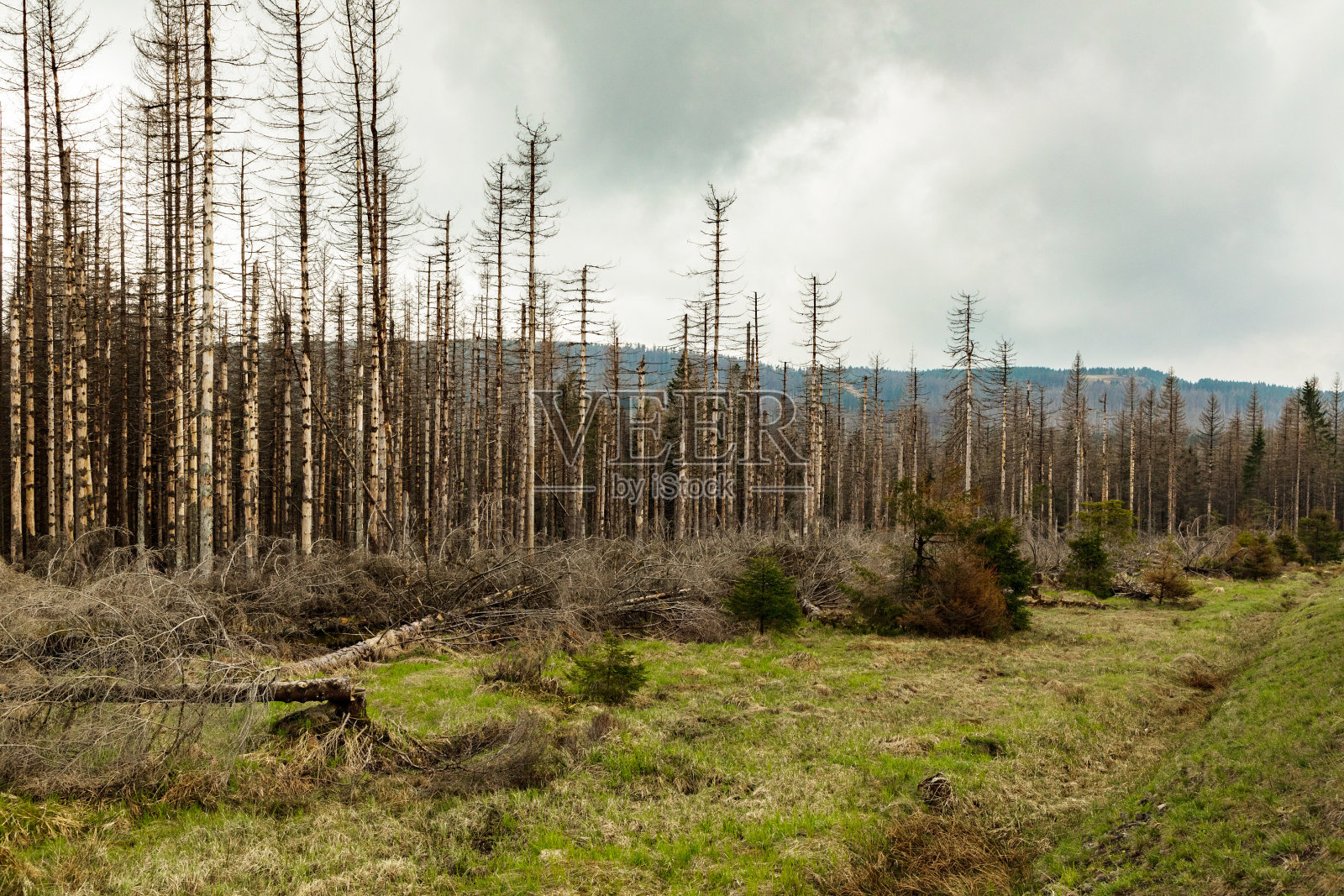 废弃森林里没有叶子的枯树照片摄影图片