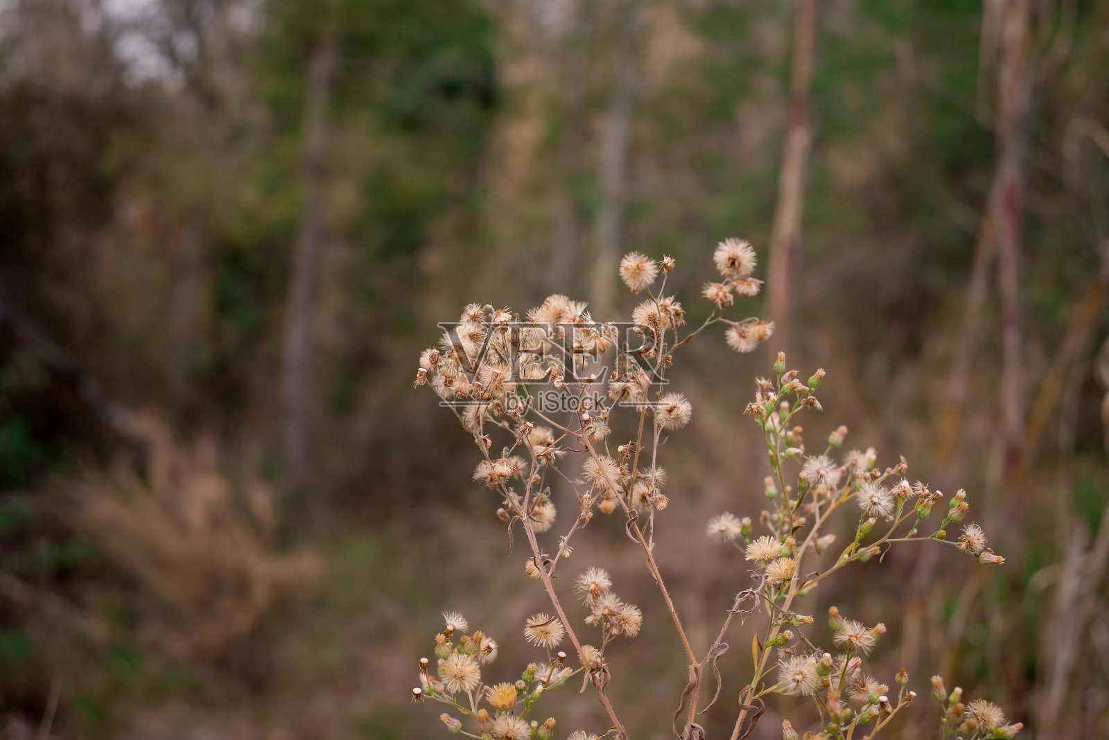 森林里一棵野生的尖刺植物上盛开着小小的黄色花朵照片摄影图片