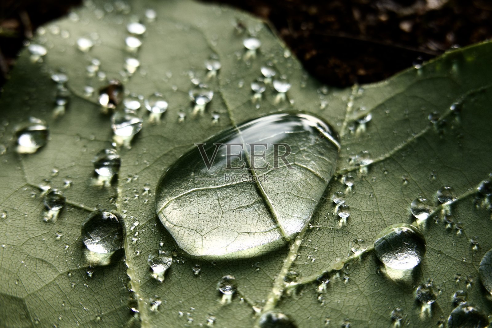 树叶上的雨滴照片摄影图片