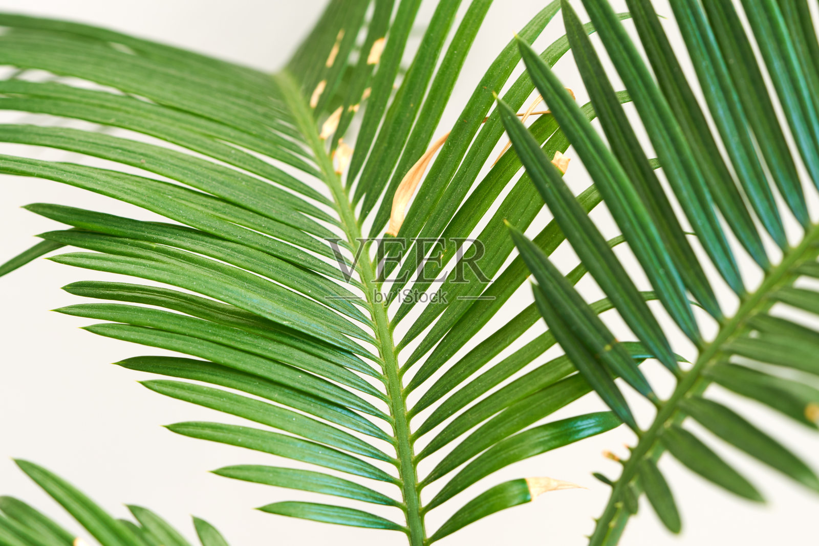 棕榈叶生长在白色的背景上照片摄影图片