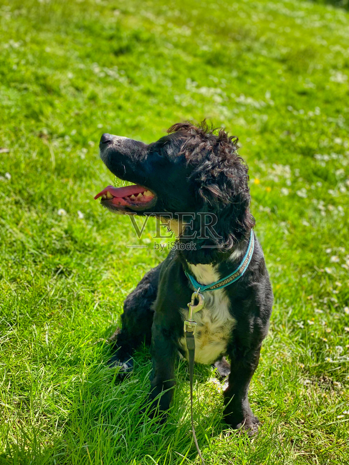 黑白相间的英国可卡犬照片摄影图片