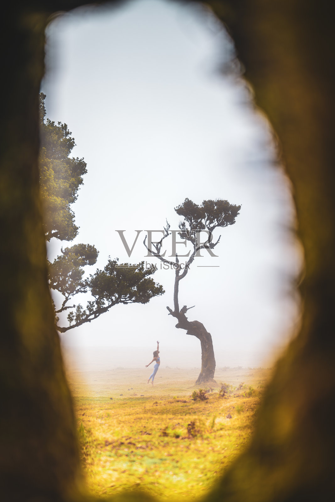 一个女人在平地上的一棵月桂树旁跳芭蕾舞，从大树洞里可以看到。法纳尔森林，马德拉岛，葡萄牙，欧洲。照片摄影图片