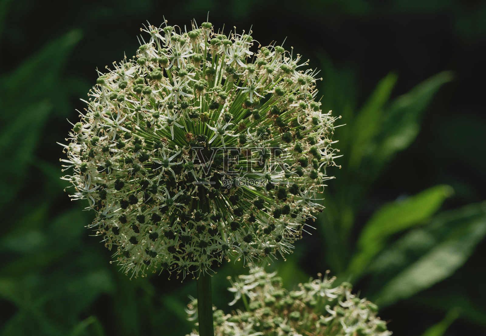春天花园里盛开的葱花照片摄影图片