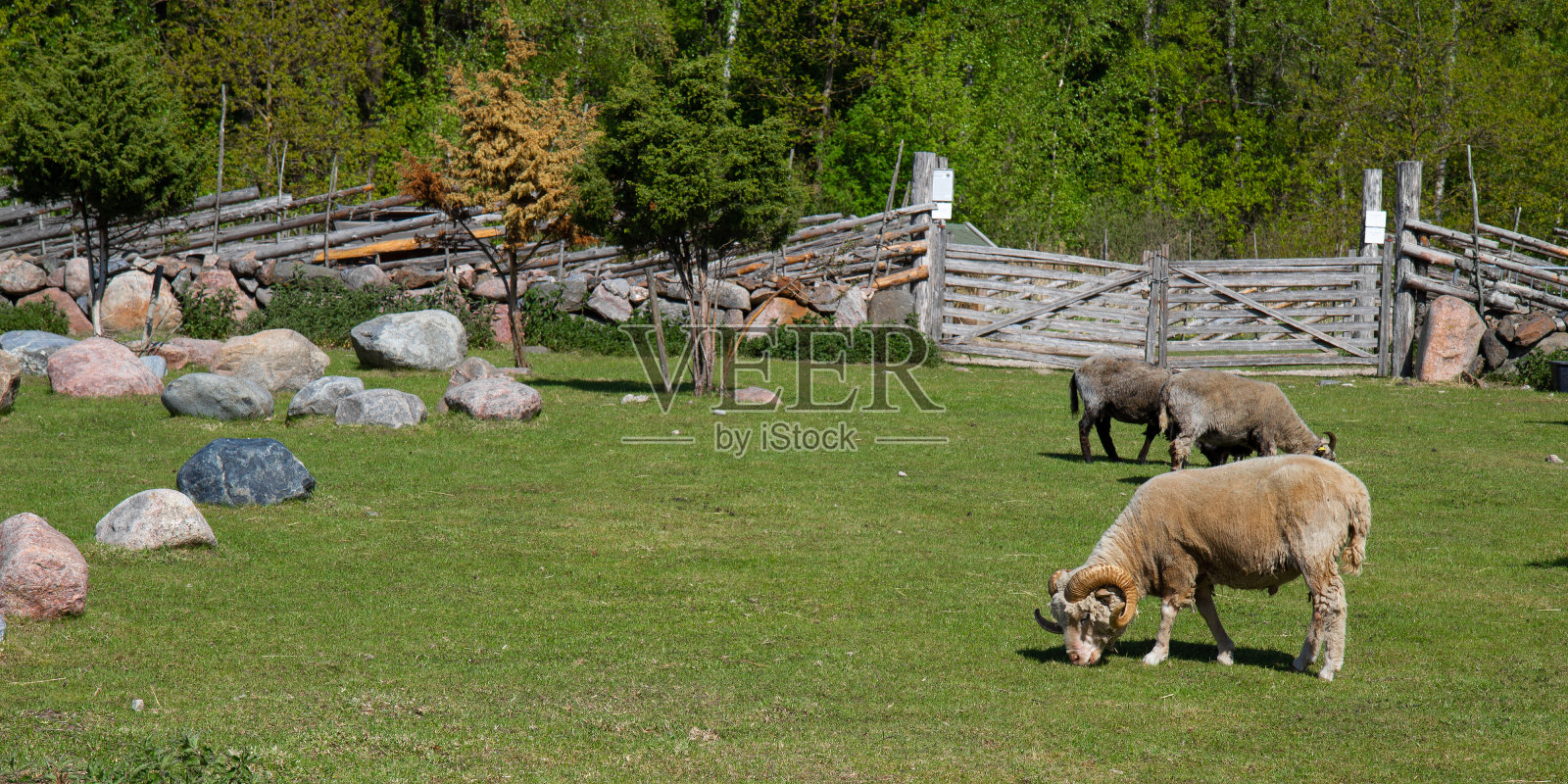 一只长着大而卷曲的角的公羊的肖像照片摄影图片